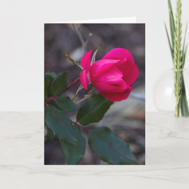 Modèle de photo de rose rose en pensant à vous (Devant)