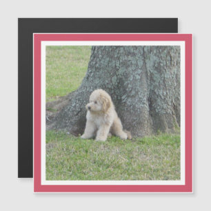 Modèle de souvenir de photo moderne Magnet Rose Fé