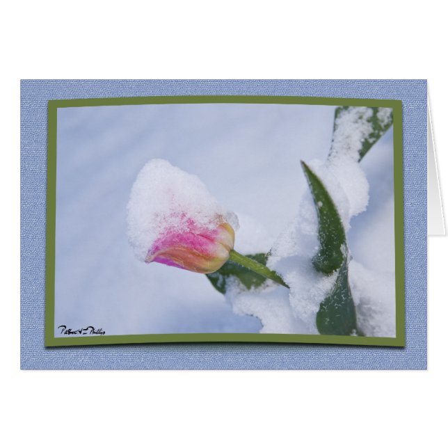 Modèle de tulipe rose neigeuse pour penser à vous  (Devant horizontal)
