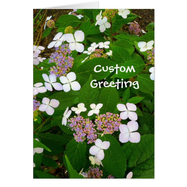 Modèle Hydrangea Aspera (Devant)