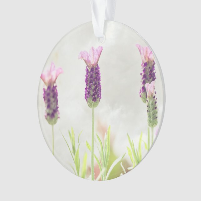 modèle ornemental clair (devant)