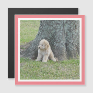 Modèle photo moderne mignon Carré Aimant Coral