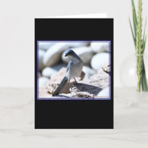 Modèle Scrub-Jay de Woodhouse pour la caméra.