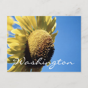 Modèle Sunflower de la carte postale Washington