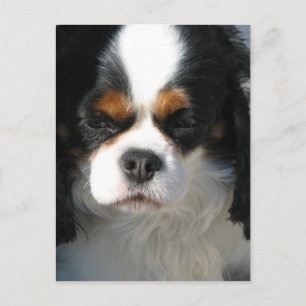 Modèle vertical carte postale - Customisé