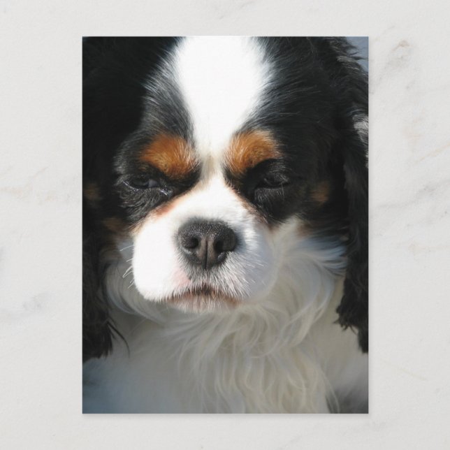 Modèle vertical carte postale - Customisé (Devant)