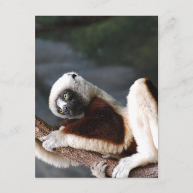 Modèle vertical carte postale - Customisé (Devant)