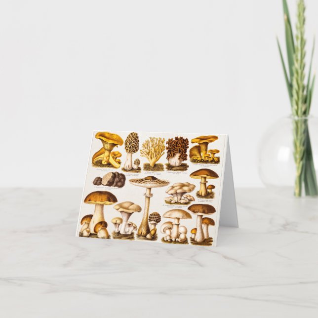 Modèle vintage de variété de champignon de 1800s (Devant)