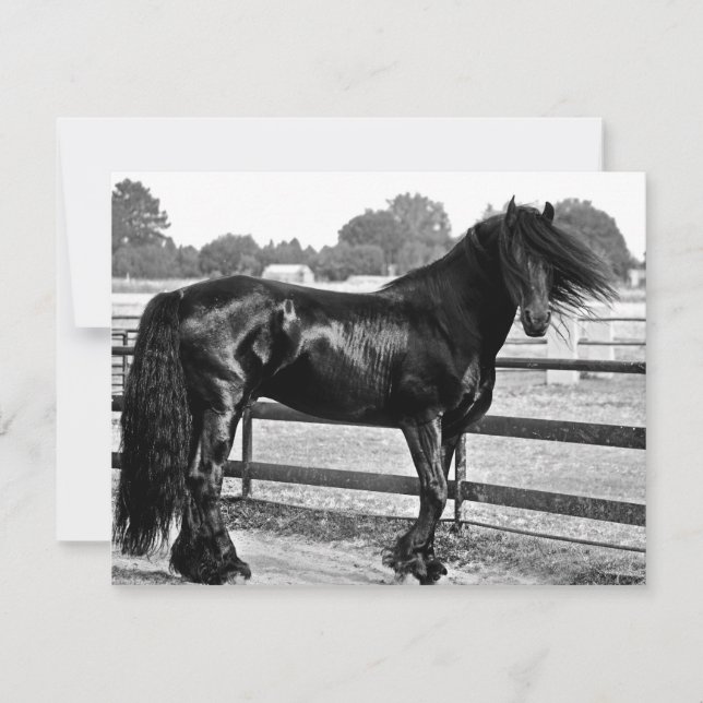 Modélisation des chevaux (Devant)