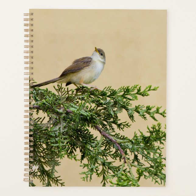 Moineau  (Devant)