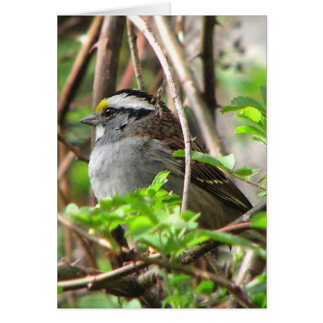 moineau Blanc-throated (Devant)