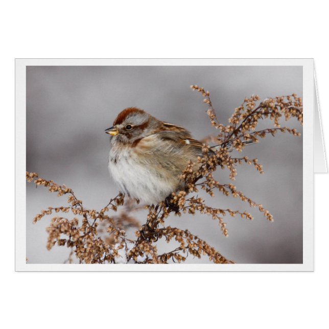 Moineau d'arbre américain (Devant horizontal)