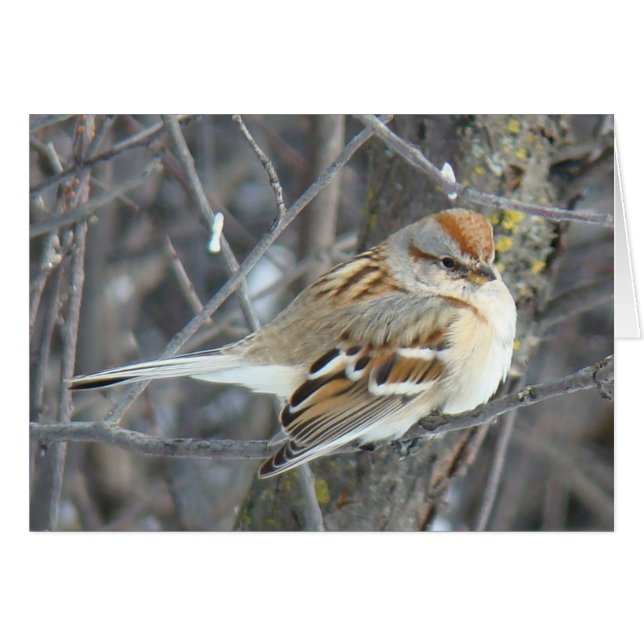 Moineau domestique B24 (Devant horizontal)