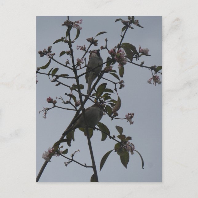 Moineaux dans un arbre avec fleurs d'automne carte (Devant)