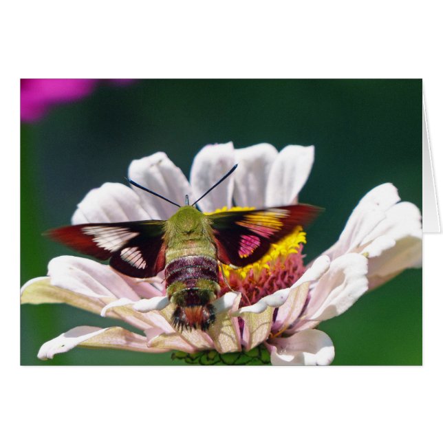 Mois des colibris (Devant horizontal)