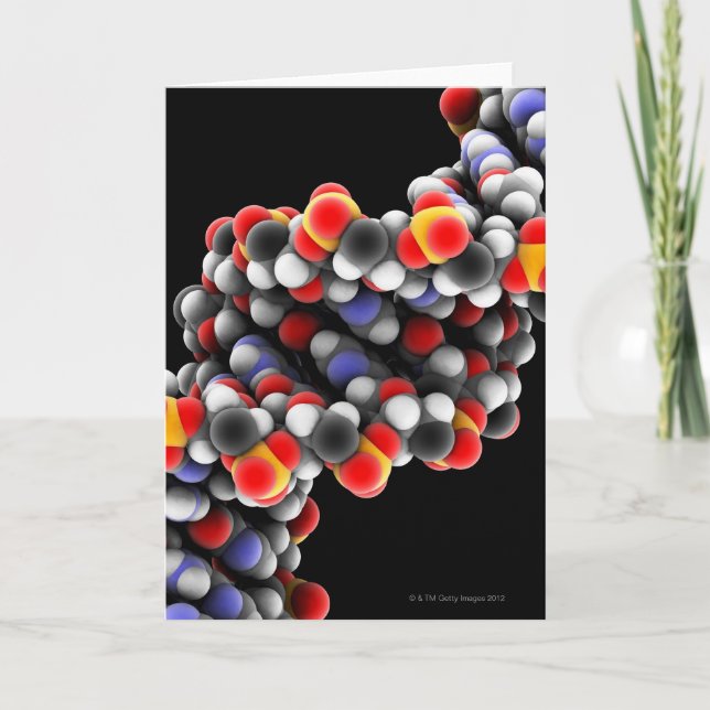 Molécule d'ADN. Modèle moléculaire de l'ADN (Devant)