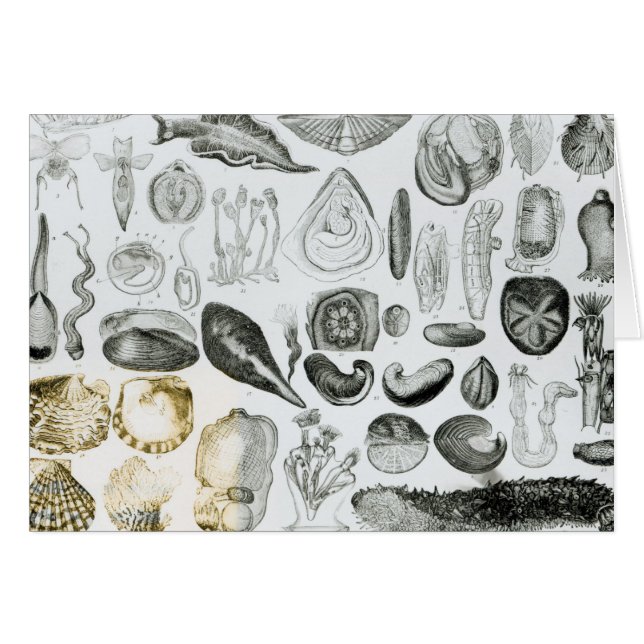 Mollusques (Devant horizontal)