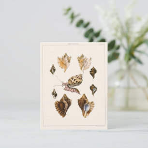 Mollusques et escargots vintages, Organismes de la