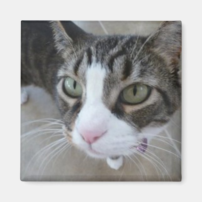 Molly vous regarde Kitty Magnet Carré (Devant)