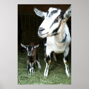 Mom Goat with Baby Ginger Poster