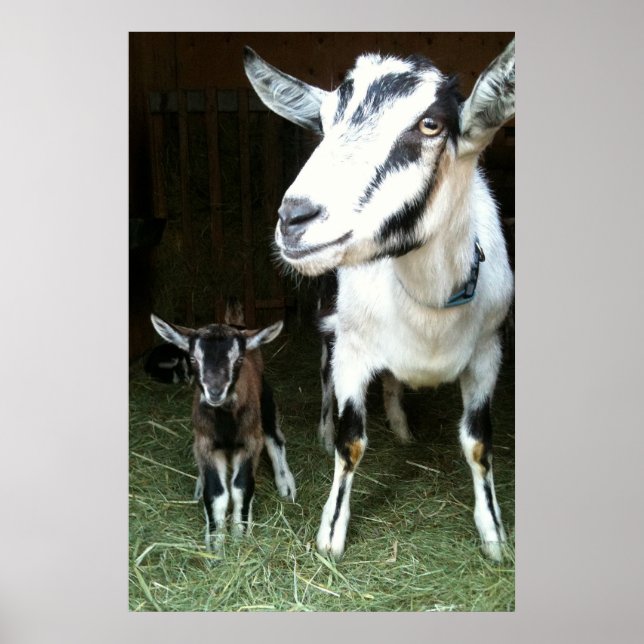 Mom Goat with Baby Ginger Poster (Devant)