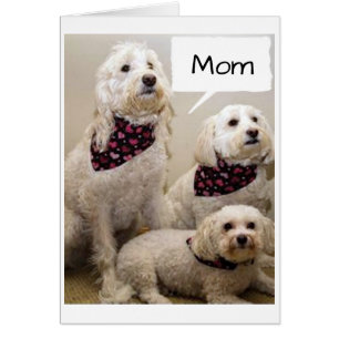 MOM IS WISHED A **HAPPY BIRTHDAY** BY 3 PUPS