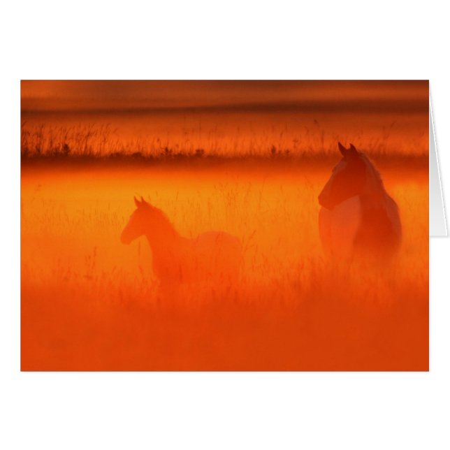 Moment d'or (Devant horizontal)