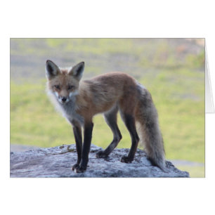 Momma Foxy