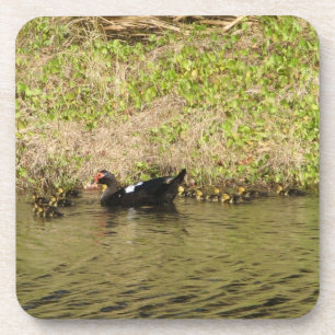 Momma Muscovy et Baby Ducks Dessous de verre de li