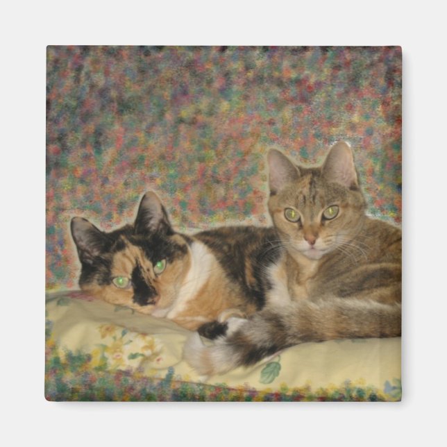 Mon aimant Sweet Kitties (Devant)