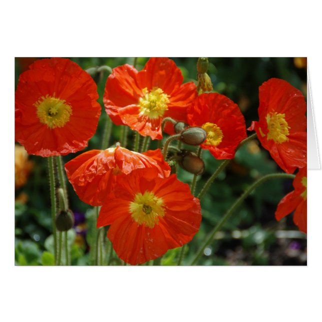 Mon Ame (Devant horizontal)