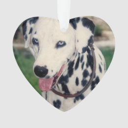 Mon Ami Pet Téléchargez Votre Propre Photo Personn