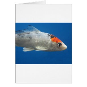 Mon animal de compagnie Koi Fish