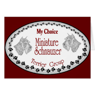mon choix mini schnauzer