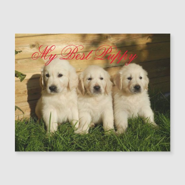 Mon meilleur chiot (Devant)