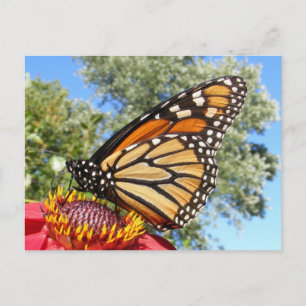 Monarch 38 ~ carte postale
