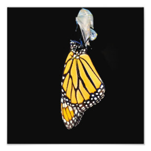Monarch Butterfly 2022 - Impression photo