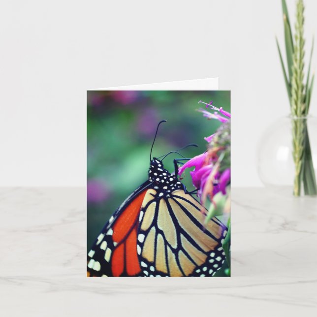 Monarch Butterfly Nature Photography  (Devant)