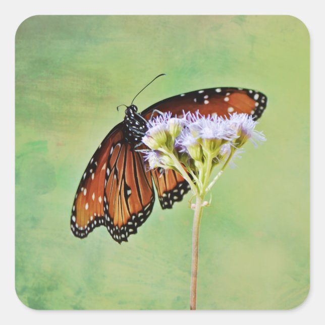 Monarch Butterfly Wildflower Sticker (Devant)