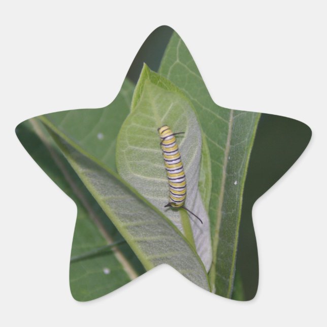 Monarch Caterpillar stickers (Devant)