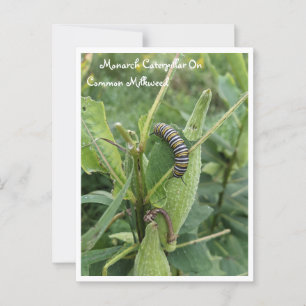 Monarch Caterpillar Sur Carte Postale Commune Milk