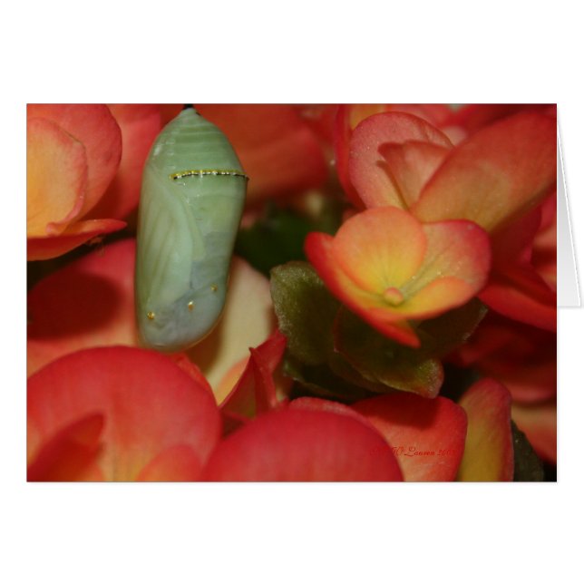 Monarch Chrysalis (Devant horizontal)