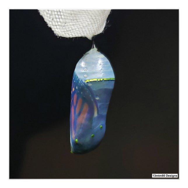 Monarch Chrysalis 2022 - Impression photo (Devant)