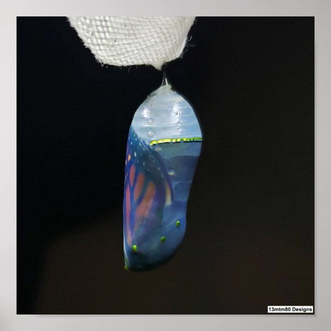Monarch Chrysalis 2022 - Poster (Devant)