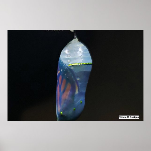 Monarch Chrysalis 2022 - Poster (Devant)