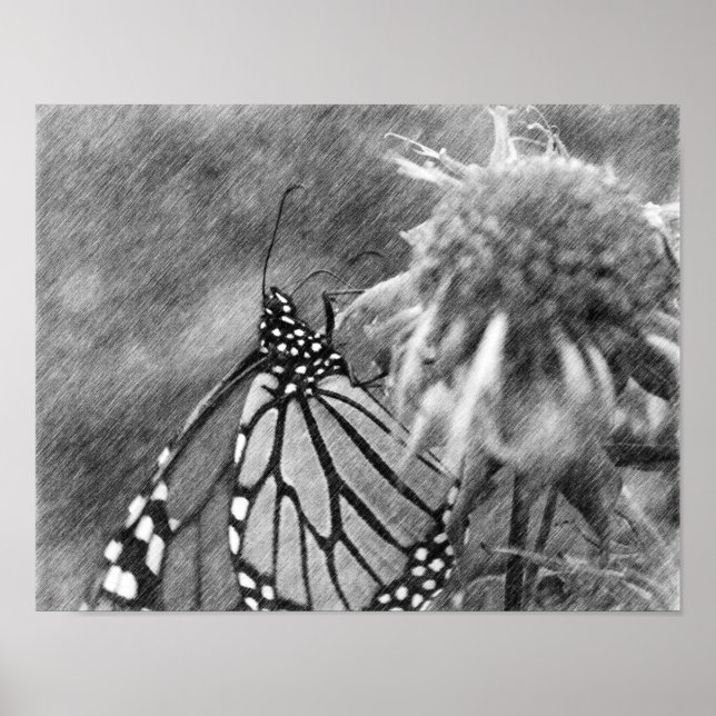 Monarch Papillon noir Poster d'art crayon noir (Devant)