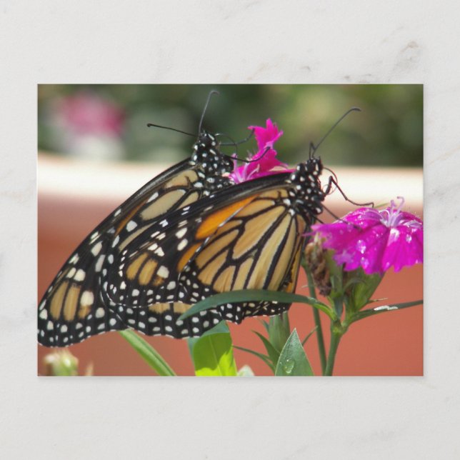 Monarch Twins #1 cartes postales (Devant)