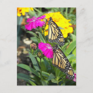 Monarch Twins #2 carte postale