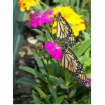Monarch Twins #2 photo sculpture<br><div class="desc">De beaux papillons Monarch jumeaux viennent de naître. Repose sur la fleur de marigold rose. C'est la nature qui est au mieux. Image colorée de papillon monarque de la faune pour les cadeaux de printemps et d'été. © Copyright photo Debra Carr</div>