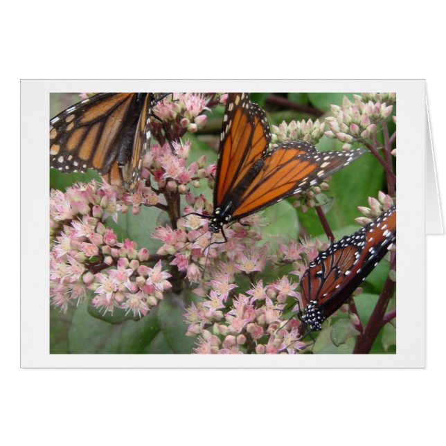 Monarque Butterflies (Devant horizontal)